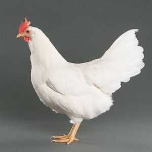 Live Chicken